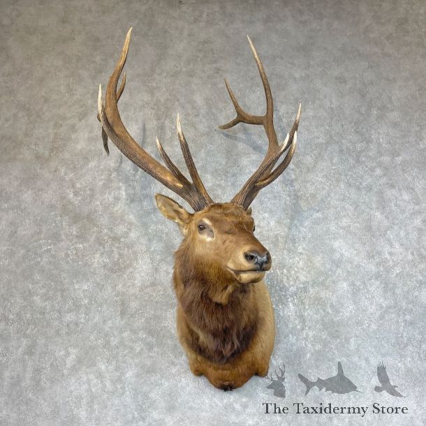 Rocky Mountain Elk Shoulder Mount For Sale #25710 @ The Taxidermy Store