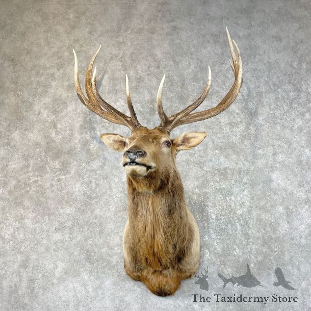 Rocky Mountain Elk Shoulder Mount For Sale #26065 @ The Taxidermy Store