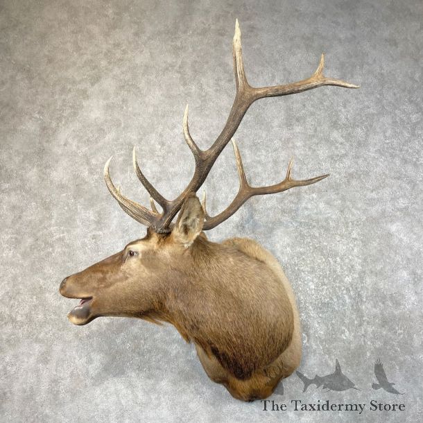 Rocky Mountain Elk Shoulder Mount For Sale #26066 @ The Taxidermy Store