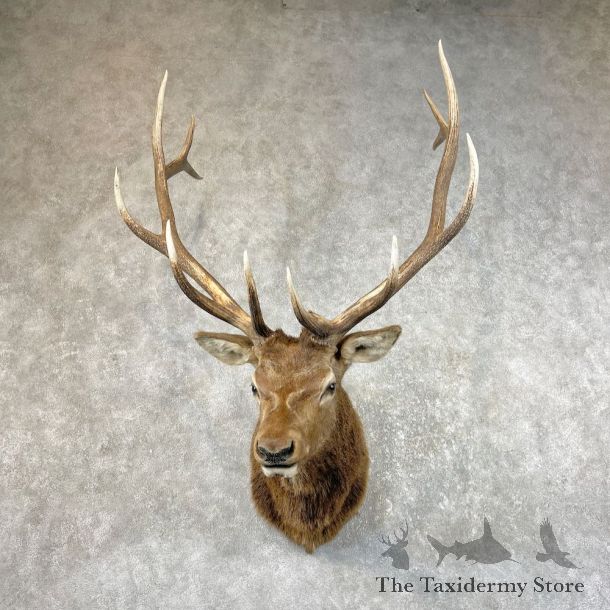 Rocky Mountain Elk Shoulder Mount For Sale #26069 @ The Taxidermy Store