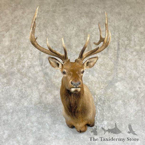Rocky Mountain Elk Shoulder Mount For Sale #26466 @ The Taxidermy Store