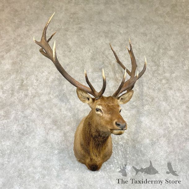 Rocky Mountain Elk Shoulder Mount For Sale #26467 @ The Taxidermy Store