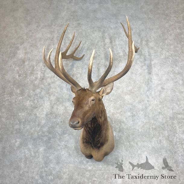 Rocky Mountain Elk Shoulder Mount For Sale #26860 @ The Taxidermy Store