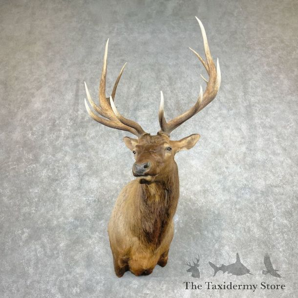 Rocky Mountain Elk Shoulder Mount For Sale #26862 @ The Taxidermy Store