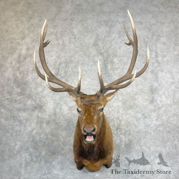 Rocky Mountain Elk Shoulder Mount For Sale #27343 @ The Taxidermy Store