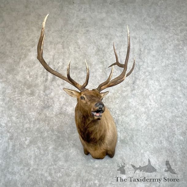 Rocky Mountain Elk Shoulder Mount For Sale #27778 @ The Taxidermy Store