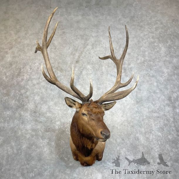 Rocky Mountain Elk Shoulder Mount For Sale #28016 @ The Taxidermy Store