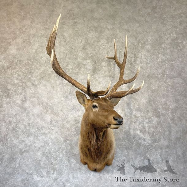 Rocky Mountain Elk Shoulder Mount For Sale #28294 @ The Taxidermy Store