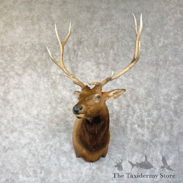 Rocky Mountain Elk Shoulder Mount For Sale #28295 @ The Taxidermy Store