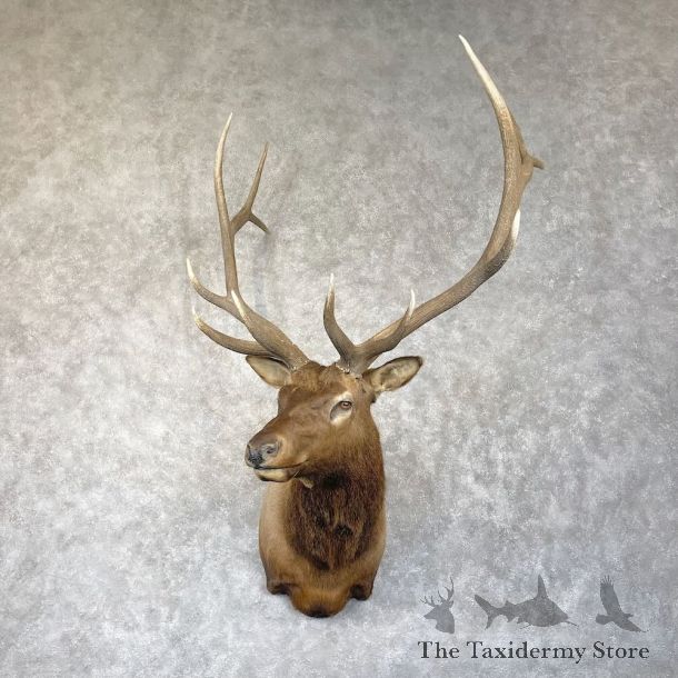 Rocky Mountain Elk Shoulder Mount For Sale #28302 @ The Taxidermy Store