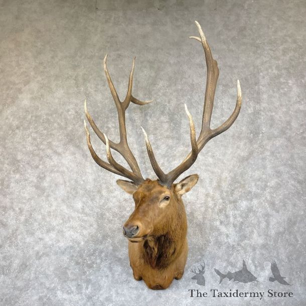 Rocky Mountain Elk Shoulder Mount For Sale #28305 @ The Taxidermy Store