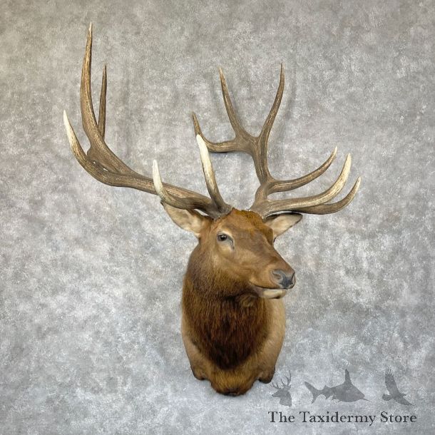 Rocky Mountain Elk Shoulder Mount For Sale #28307 @ The Taxidermy Store