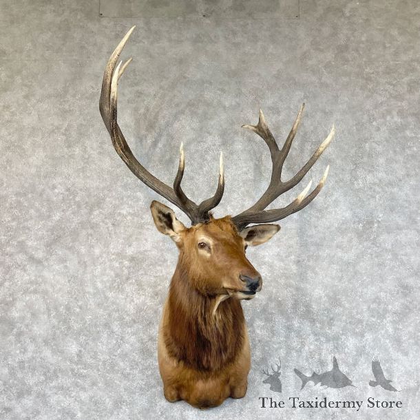 Rocky Mountain Elk Shoulder Mount For Sale #28420 @ The Taxidermy Store