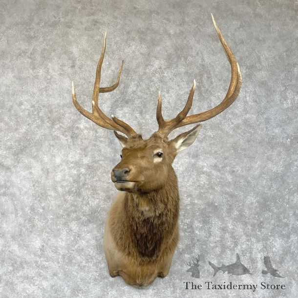 Rocky Mountain Elk Shoulder Mount For Sale #28446 @ The Taxidermy Store