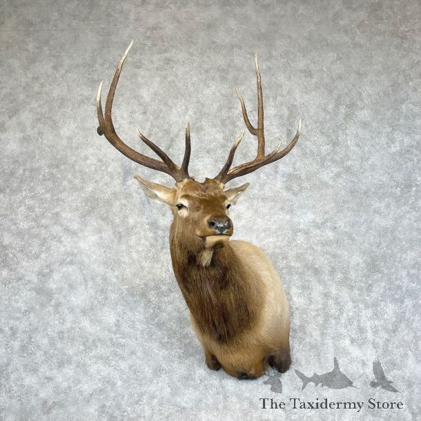 Rocky Mountain Elk Shoulder Mount For Sale #28447 @ The Taxidermy Store