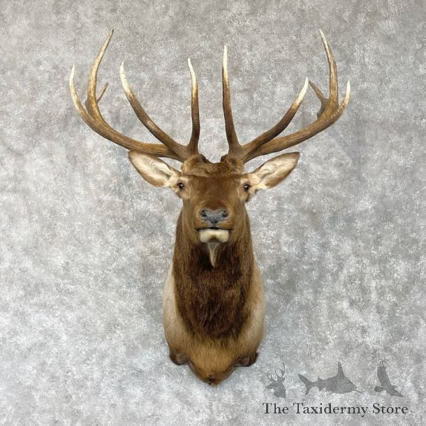 Rocky Mountain Elk Shoulder Mount For Sale #28559 @ The Taxidermy Store