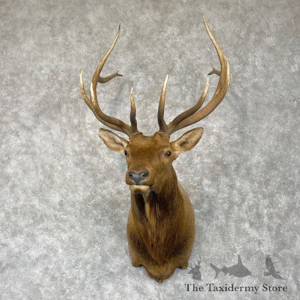 Rocky Mountain Elk Shoulder Mount For Sale #28560 @ The Taxidermy Store