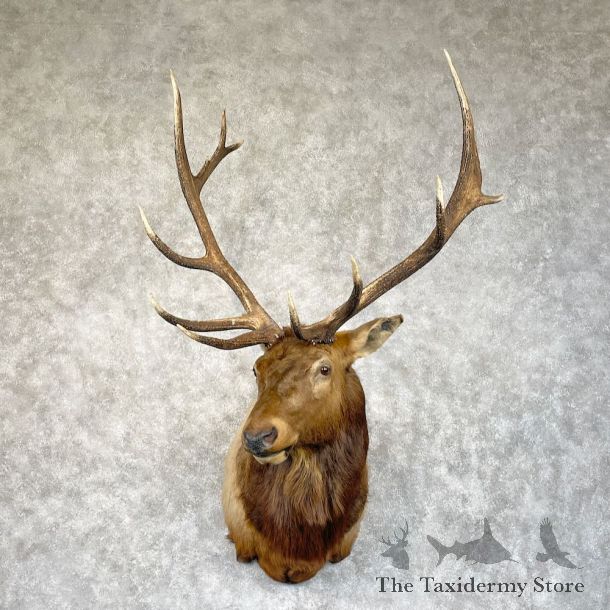 Rocky Mountain Elk Shoulder Mount For Sale #28702 @ The Taxidermy Store