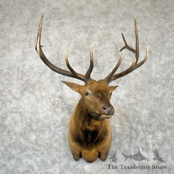 Rocky Mountain Elk Shoulder Mount For Sale #29024 @ The Taxidermy Store