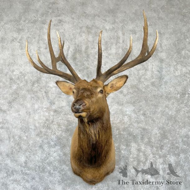 Rocky Mountain Elk Shoulder Mount For Sale #29024 @ The Taxidermy Store
