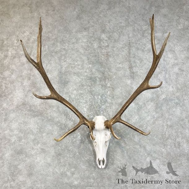 Rocky Mountain Elk Skull European Mount For Sale #25839 @ The Taxidermy Store