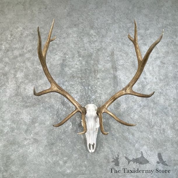 Rocky Mountain Elk Skull European Mount For Sale #25840 @ The Taxidermy Store