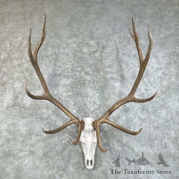Rocky Mountain Elk Skull European Mount For Sale #25841 @ The Taxidermy Store