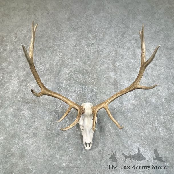 Rocky Mountain Elk Skull European Mount For Sale #25842 @ The Taxidermy Store