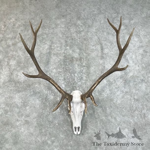 Rocky Mountain Elk Skull European Mount For Sale #25838 @ The Taxidermy Store