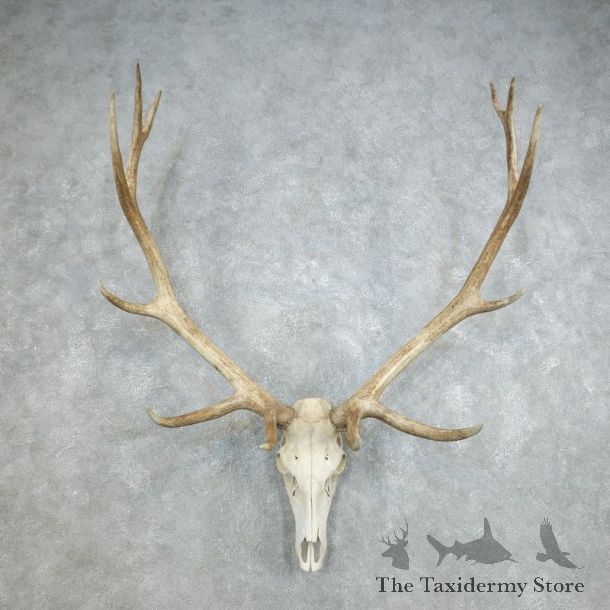 Rocky Mountain Elk Skull European Mount For Sale #18382 @ The Taxidermy Store