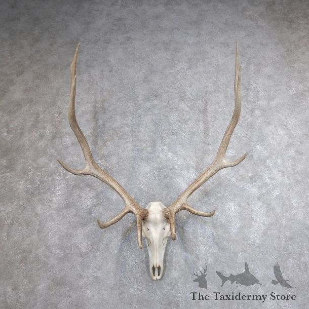 Rocky Mountain Elk Skull European Mount For Sale #18618 @ The Taxidermy Store