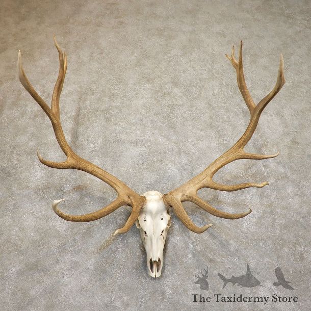 Rocky Mountain Elk Skull European Mount For Sale #19557 @ The Taxidermy Store