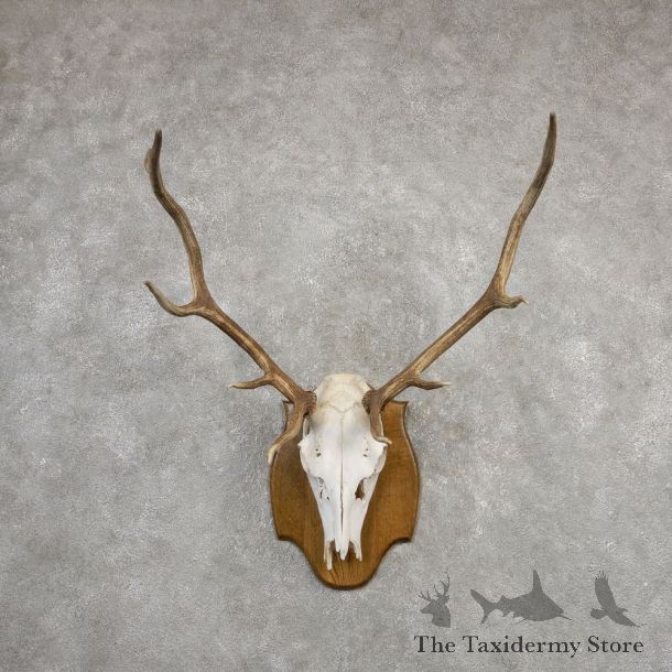 Rocky Mountain Elk Skull European Mount For Sale #20324 @ The Taxidermy Store