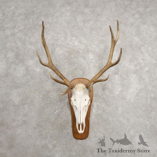 Rocky Mountain Elk Skull European Mount For Sale #20477 @ The Taxidermy Store