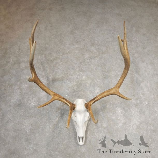Rocky Mountain Elk Skull European Mount For Sale #21066 @ The Taxidermy Store
