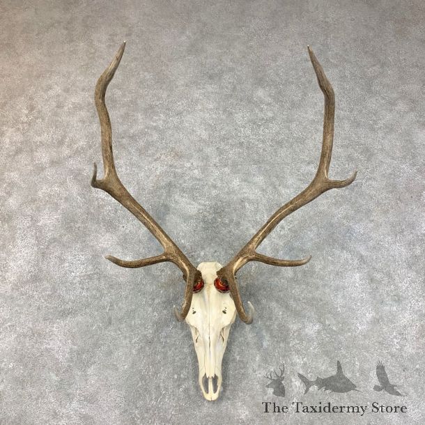 Rocky Mountain Elk Skull European Mount For Sale #22645 @ The Taxidermy Store