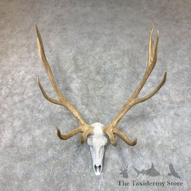 Rocky Mountain Elk Skull European Mount For Sale #23727 @ The Taxidermy Store