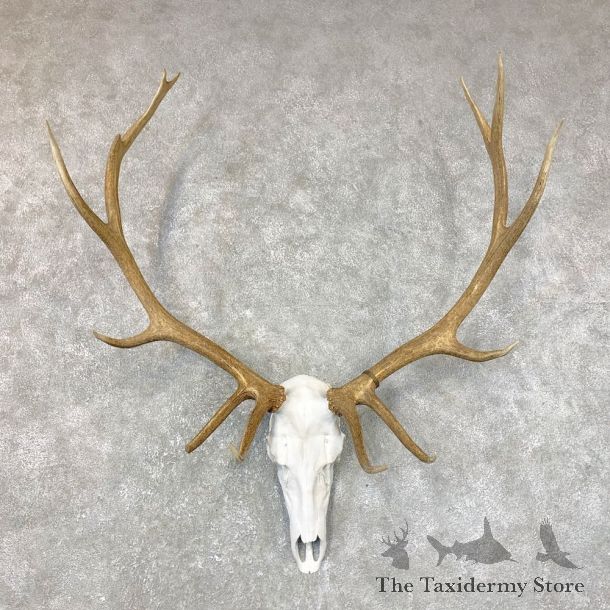 Rocky Mountain Elk Skull European Mount For Sale #23728 @ The Taxidermy Store