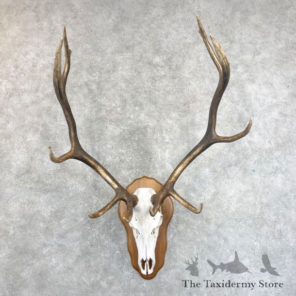 Rocky Mountain Elk Skull European Mount For Sale #24246 @ The Taxidermy Store