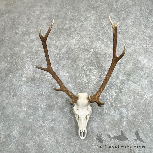 Rocky Mountain Elk Skull European Mount For Sale #27426 @ The Taxidermy Store