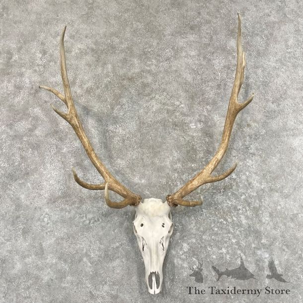 Rocky Mountain Elk Skull European Mount For Sale #27638 @ The Taxidermy Store