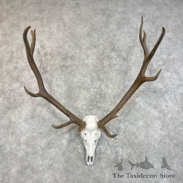 Rocky Mountain Elk Skull European Mount For Sale #27780 @ The Taxidermy Store
