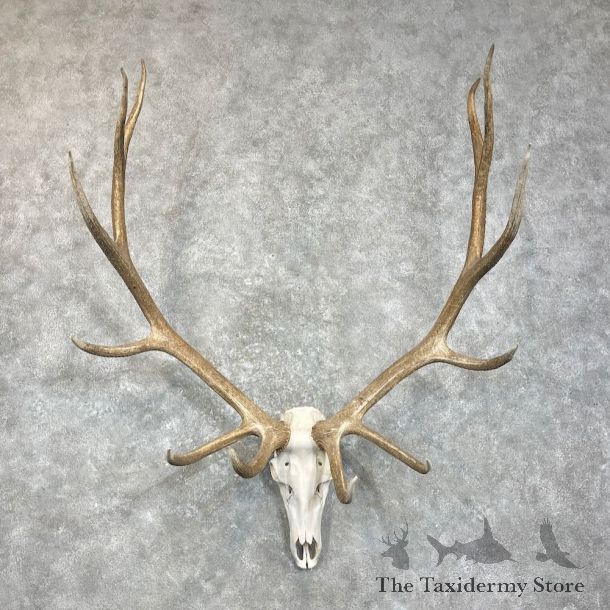Rocky Mountain Elk Skull European Mount For Sale #28017 @ The Taxidermy Store
