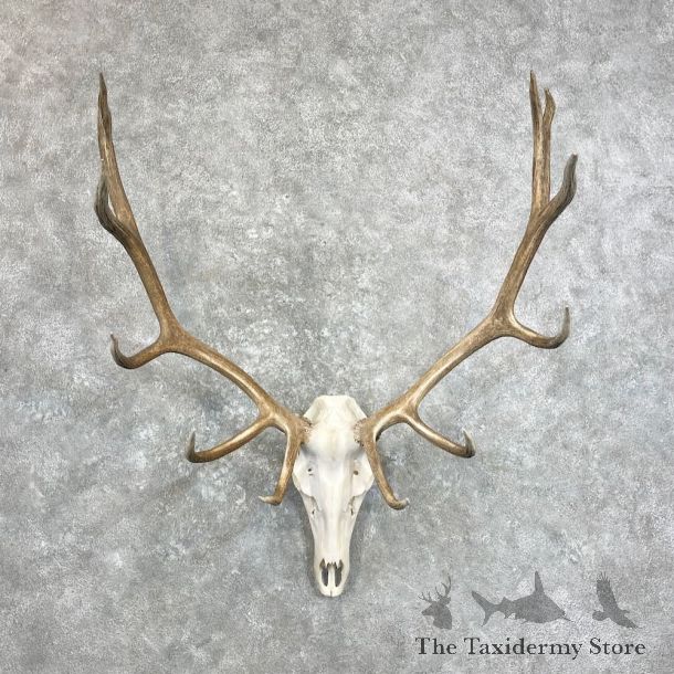 Rocky Mountain Elk Skull European Mount For Sale #28022 @ The Taxidermy Store