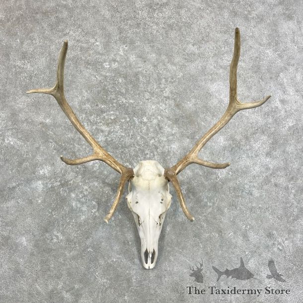 Rocky Mountain Elk Skull European Mount For Sale #28023 @ The Taxidermy Store