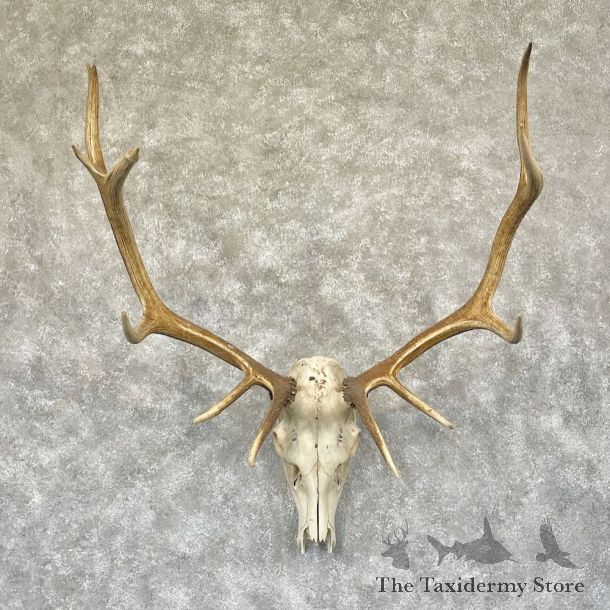 Rocky Mountain Elk Skull European Mount For Sale #28287 @ The Taxidermy Store