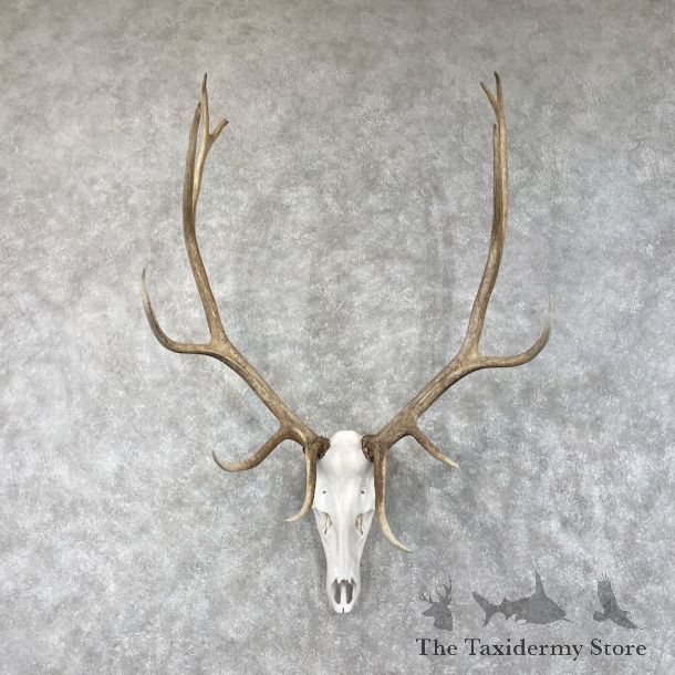 Rocky Mountain Elk Skull European Mount For Sale #28463 @ The Taxidermy Store