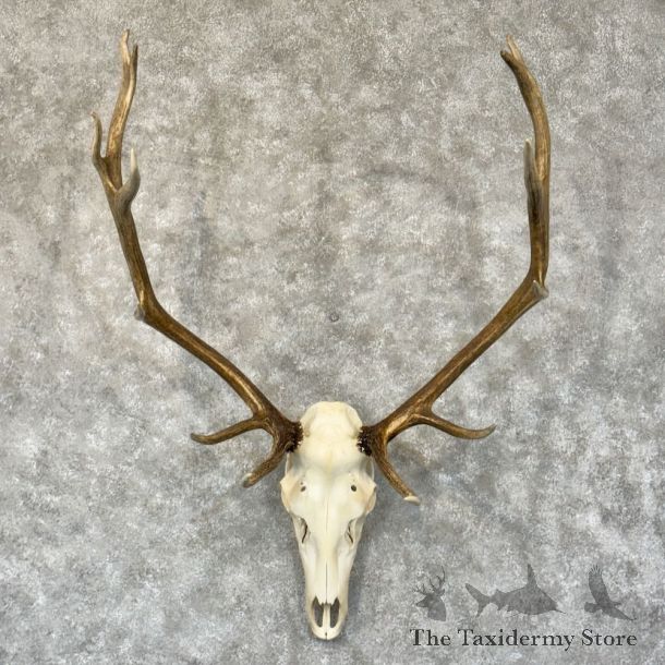 Rocky Mountain Elk Skull European Mount For Sale #28786 @ The Taxidermy Store