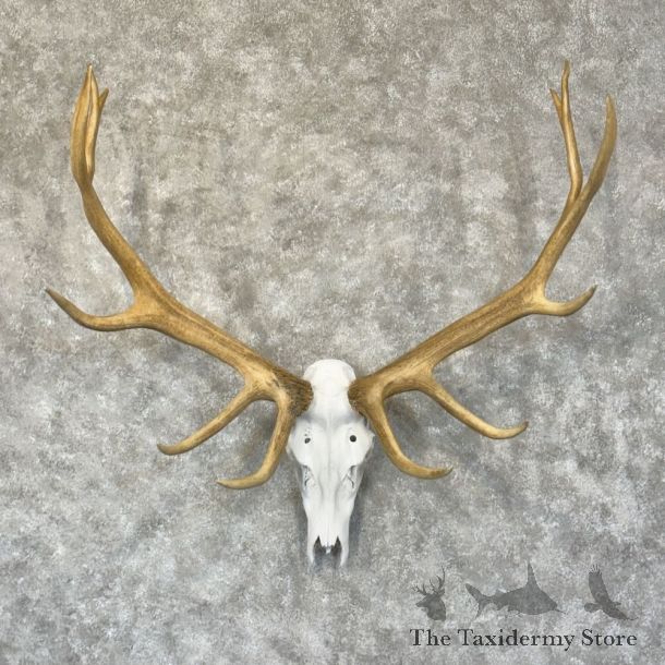 Rocky Mountain Elk Skull European Mount For Sale #28786 @ The Taxidermy Store