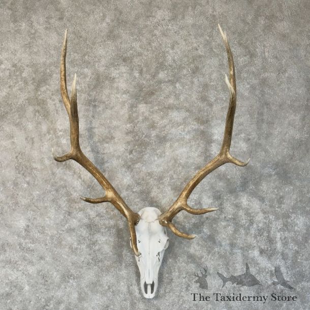Rocky Mountain Elk Skull European Mount For Sale #27638 @ The Taxidermy Store